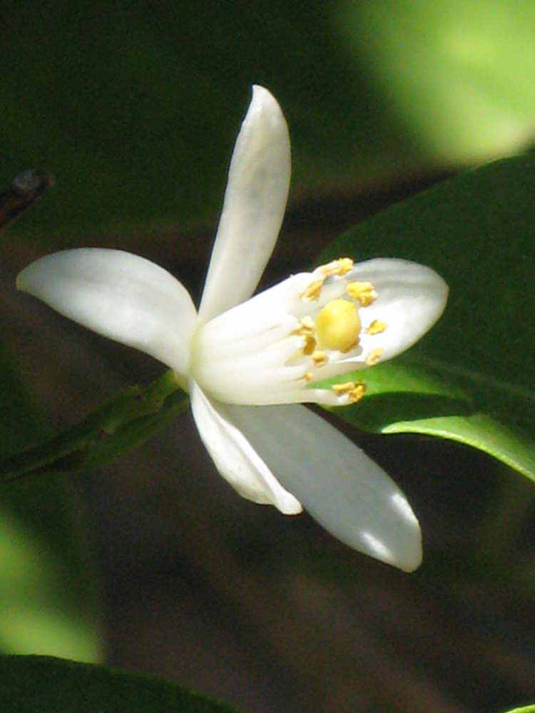                Flower (Dancy Weshart, Riverside, CA)       